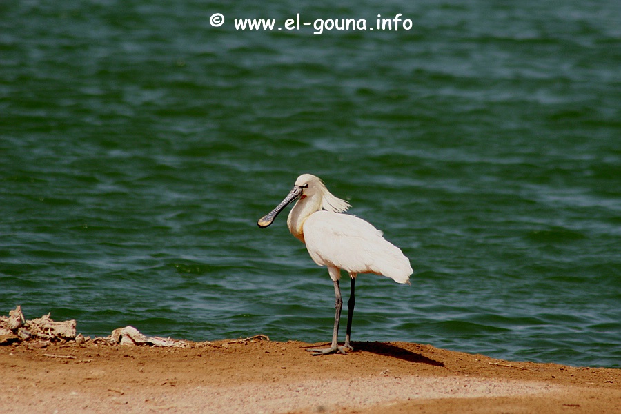 El Gouna Fishfarm 3643